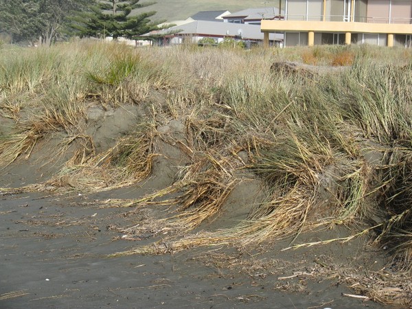 Spinifex after storm